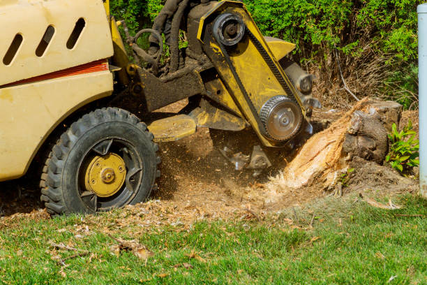 Best Tree Clearing Services  in Cayce, SC